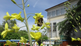 Una abejorro obrero en la flor del repollo